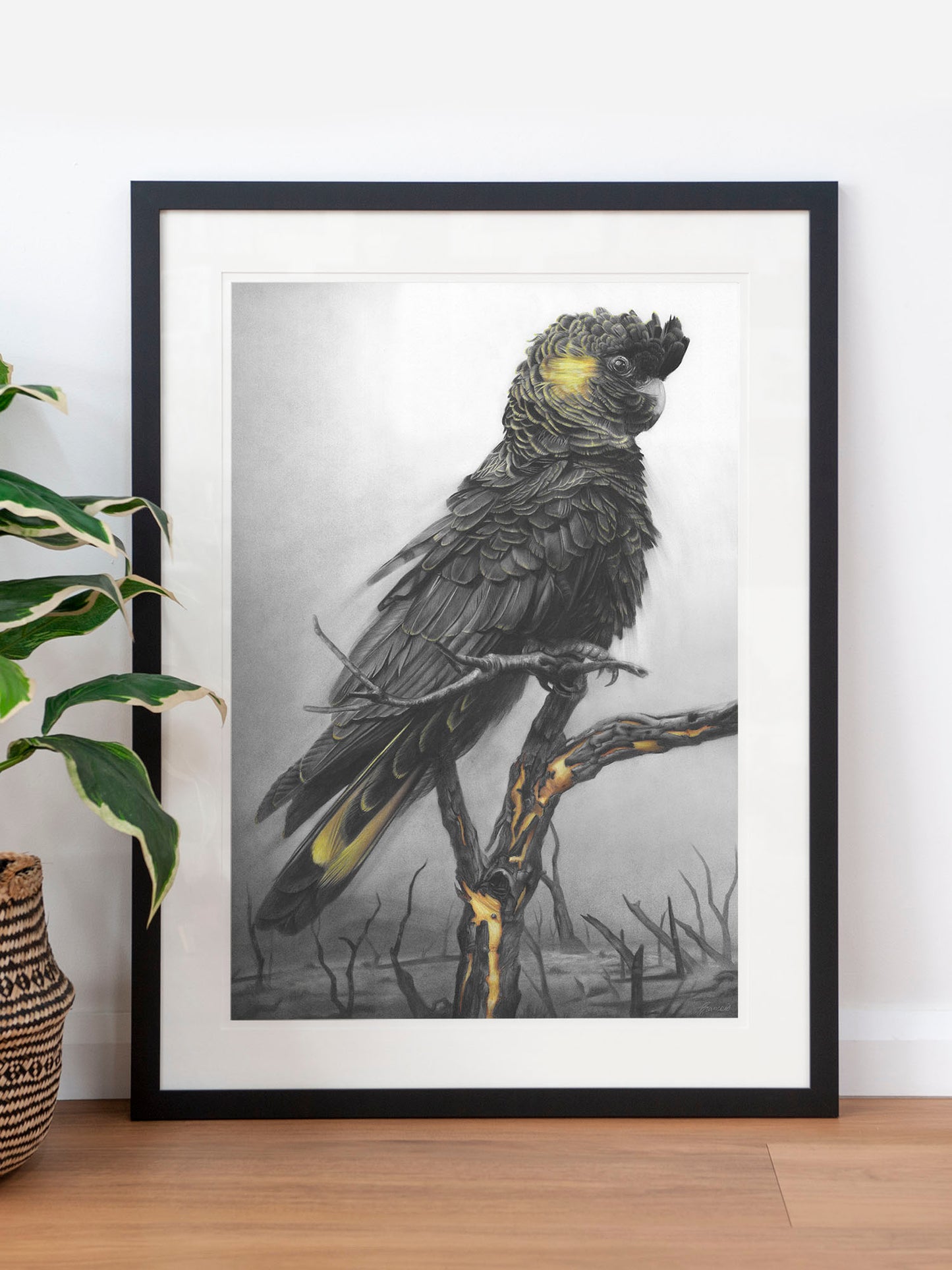 'Black Cockatoo' art print