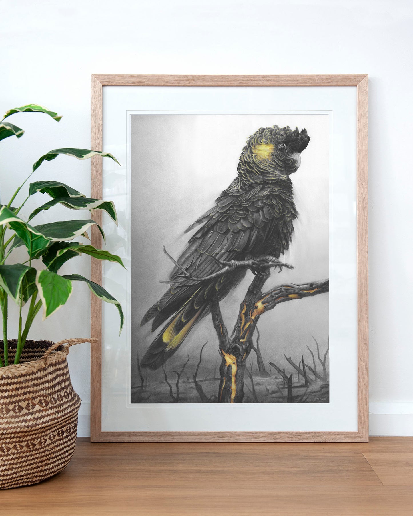 'Black Cockatoo' art print
