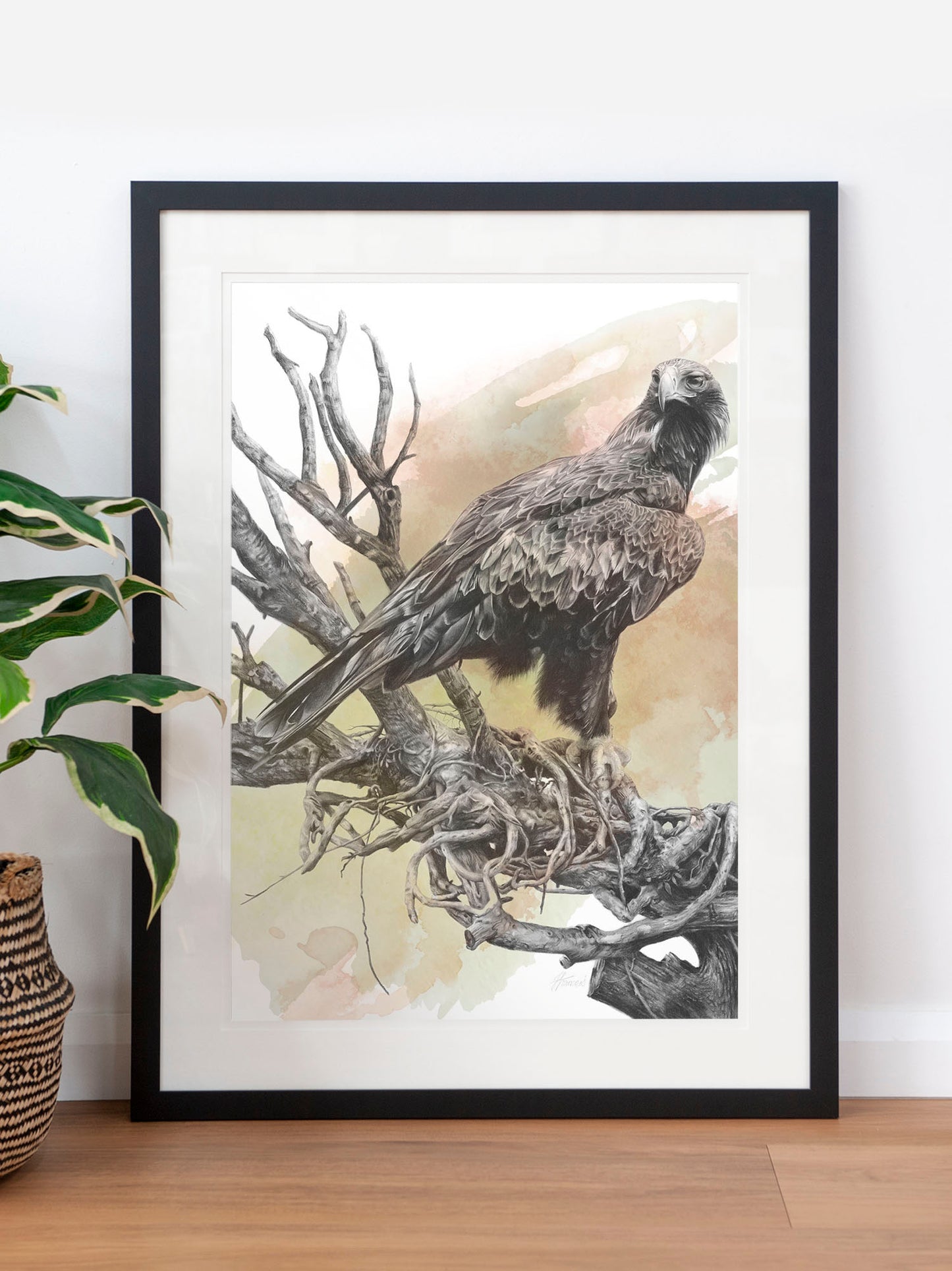 'Wedge-tailed Eagle Colour' art print