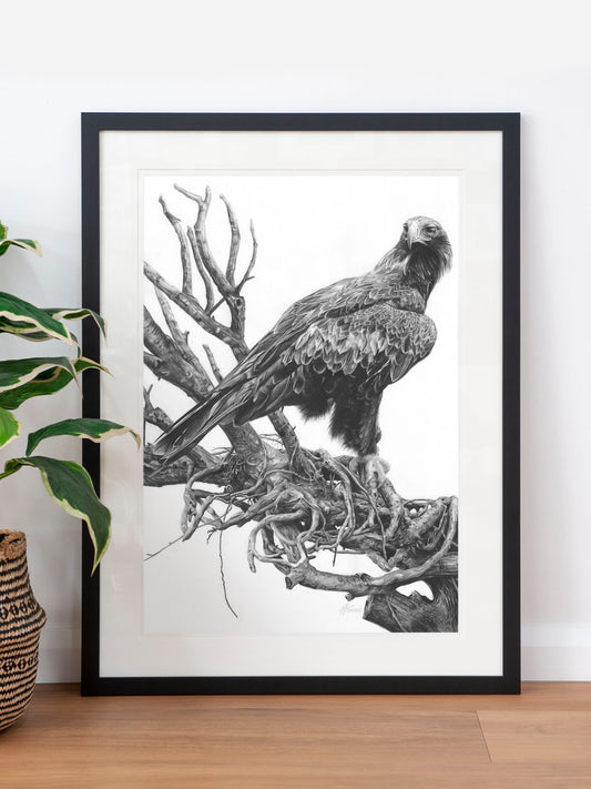 'Wedge-tailed Eagle' art print
