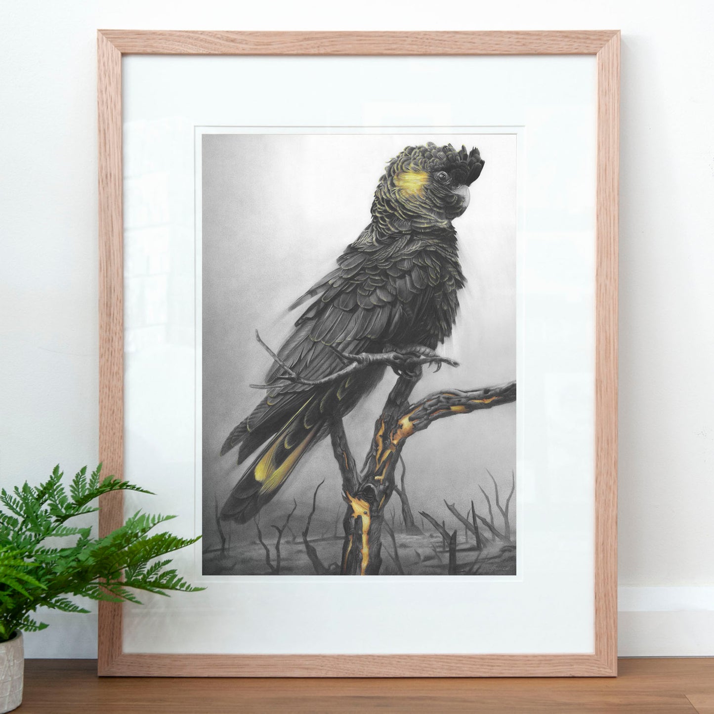 'Black Cockatoo' art print