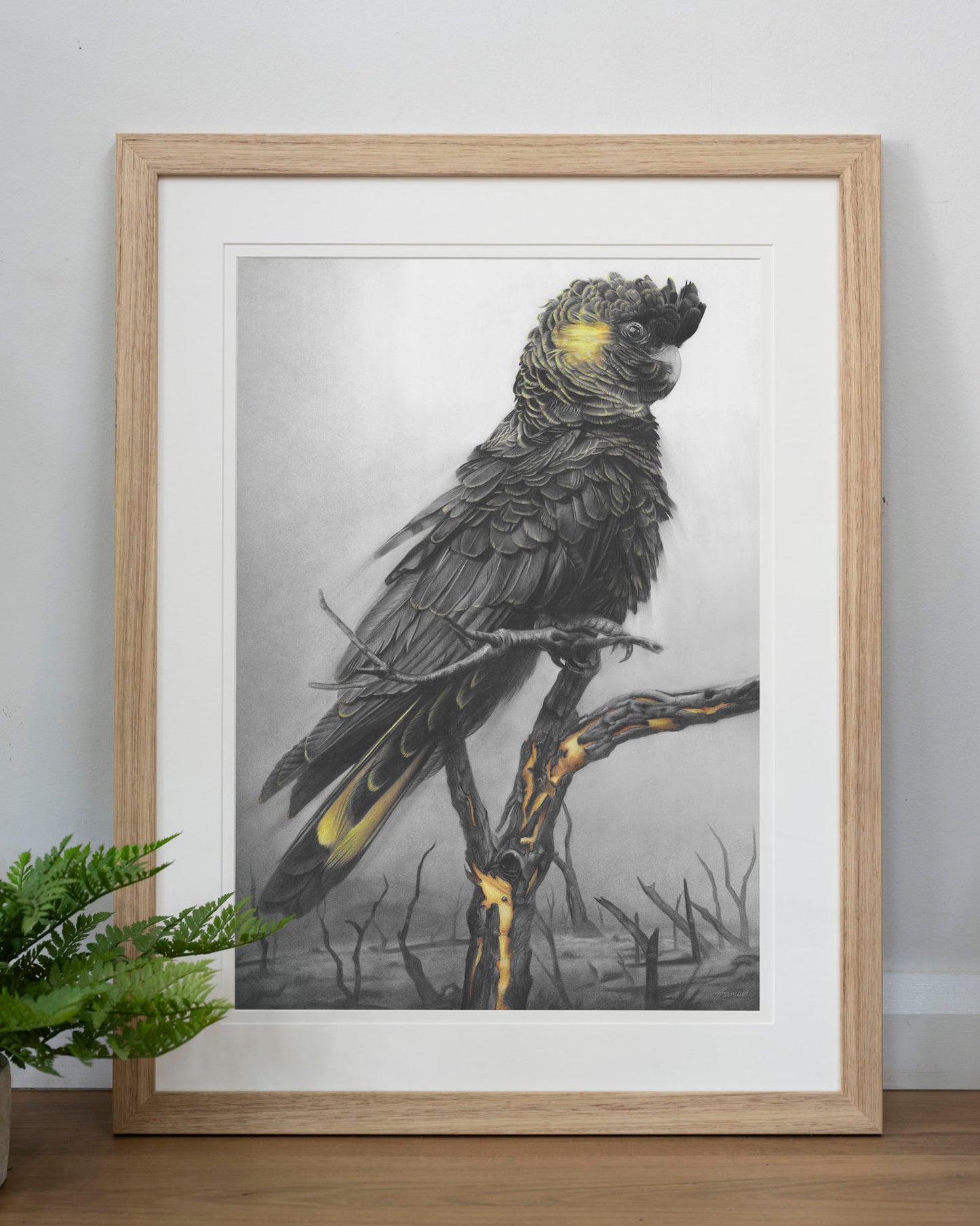 'Black Cockatoo' art print