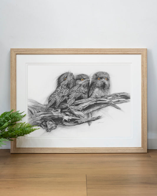 'Tawny Frogmouth Trio' art print