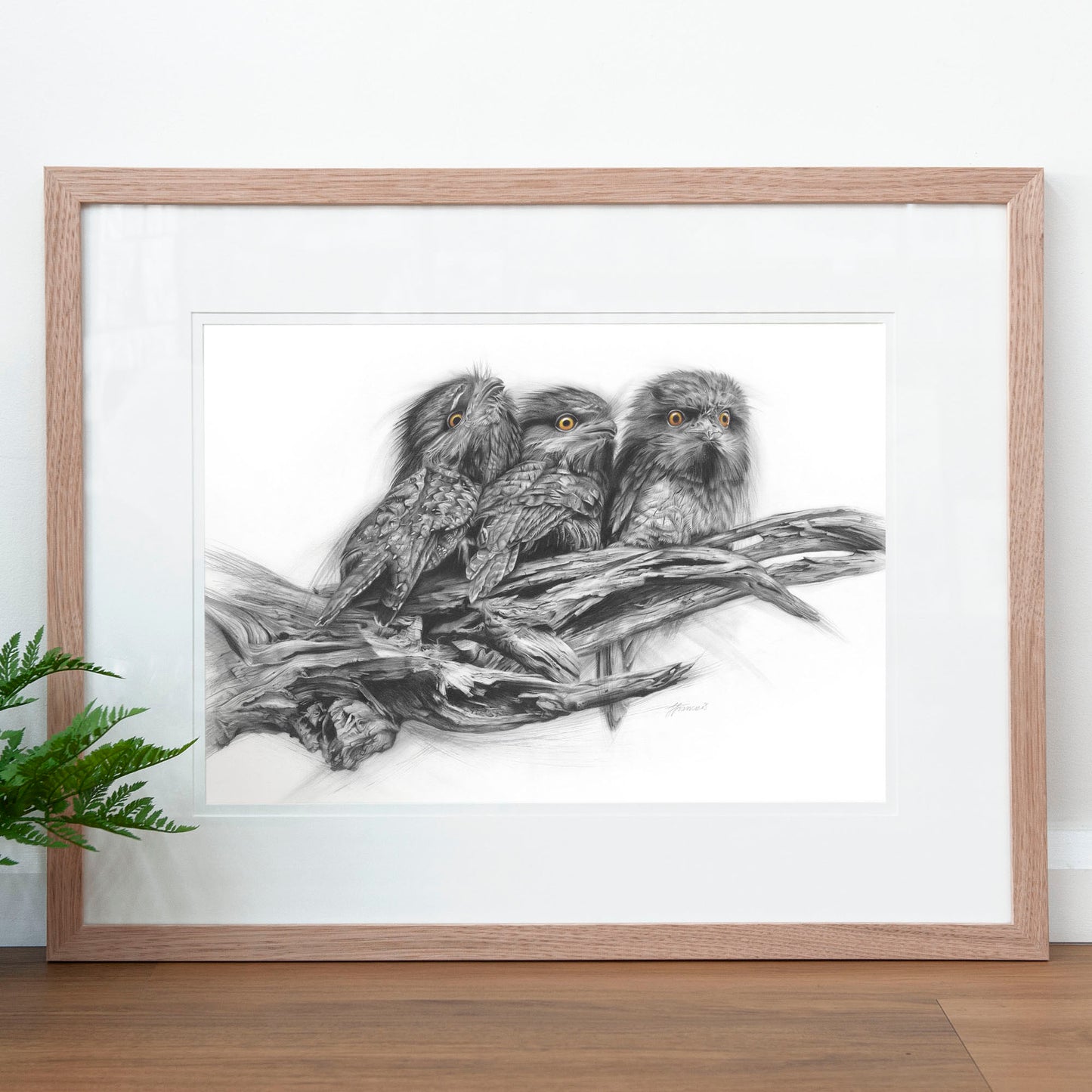 'Tawny Frogmouth Trio' art print