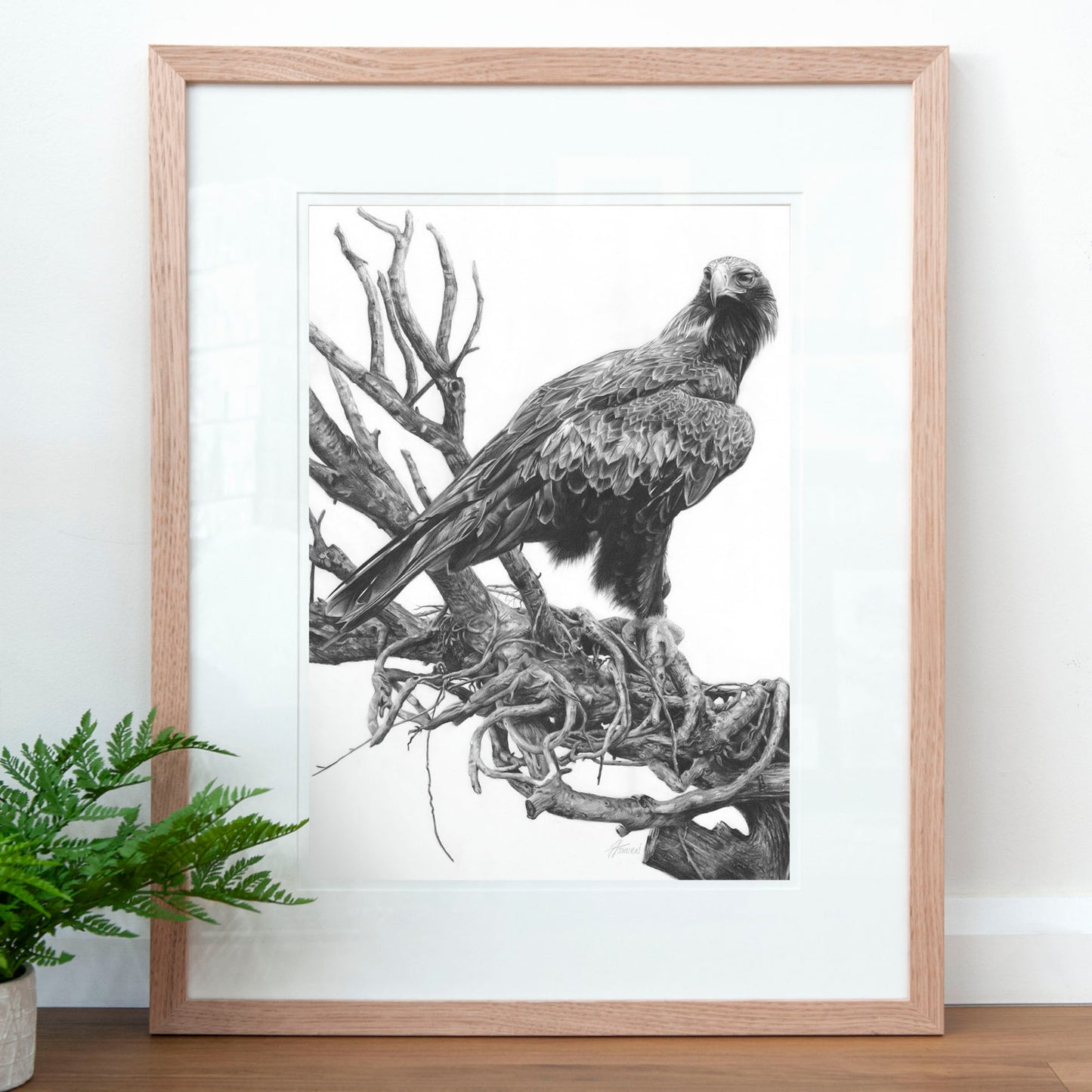 'Wedge-tailed Eagle' art print