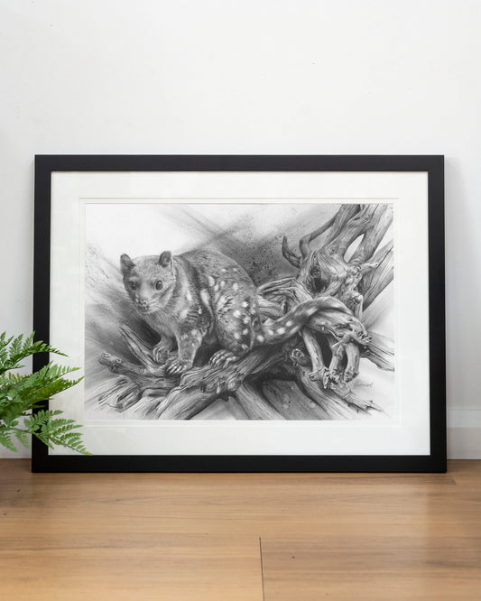 'Spotted Quoll' art print