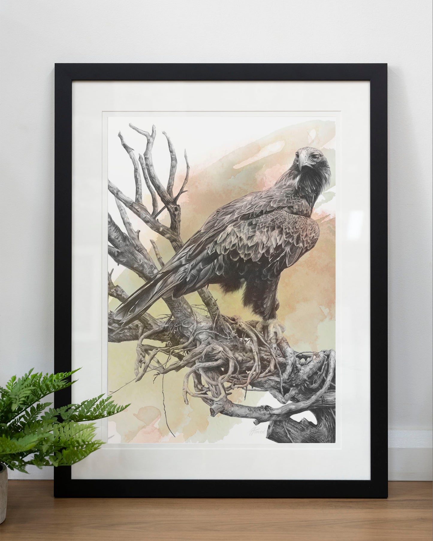 'Wedge-tailed Eagle Colour' art print