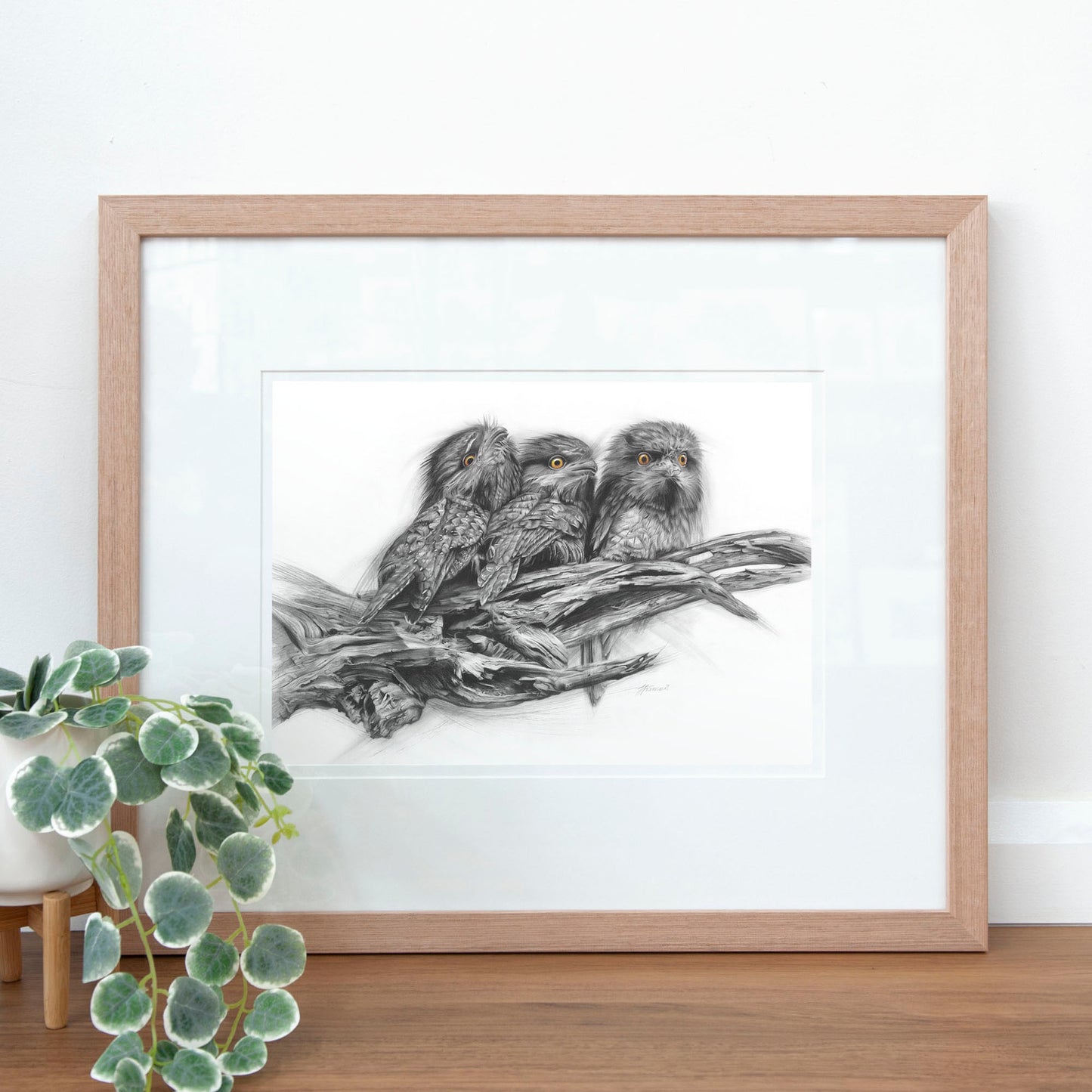 'Tawny Frogmouth Trio' art print