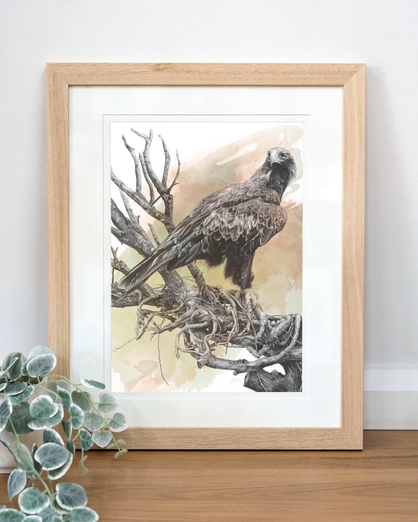 'Wedge-tailed Eagle Colour' art print