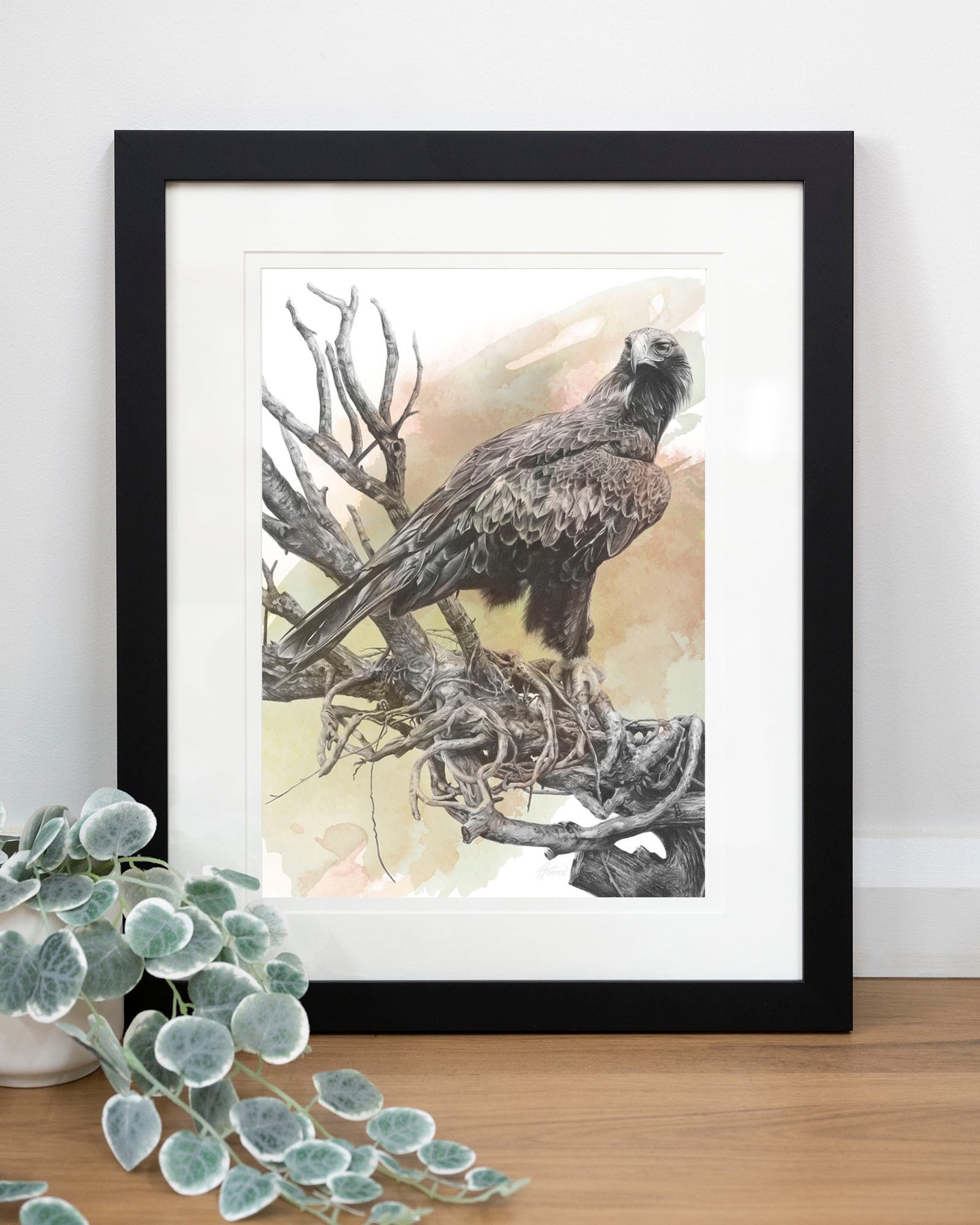 'Wedge-tailed Eagle Colour' art print