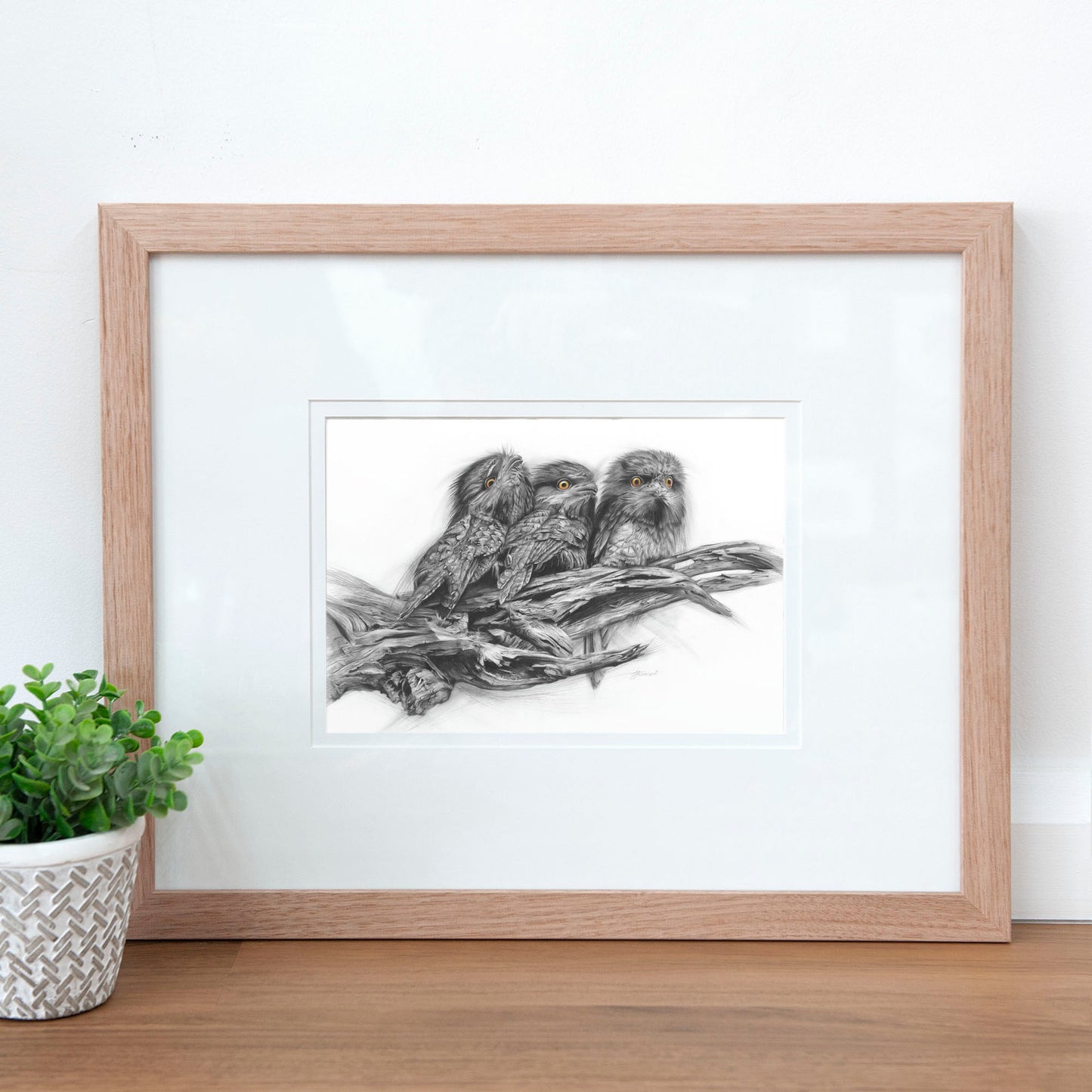 'Tawny Frogmouth Trio' art print