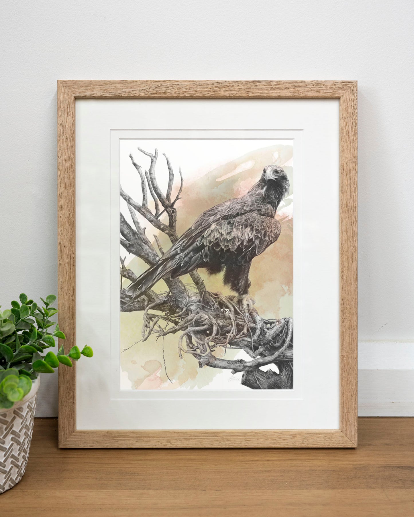 'Wedge-tailed Eagle Colour' art print