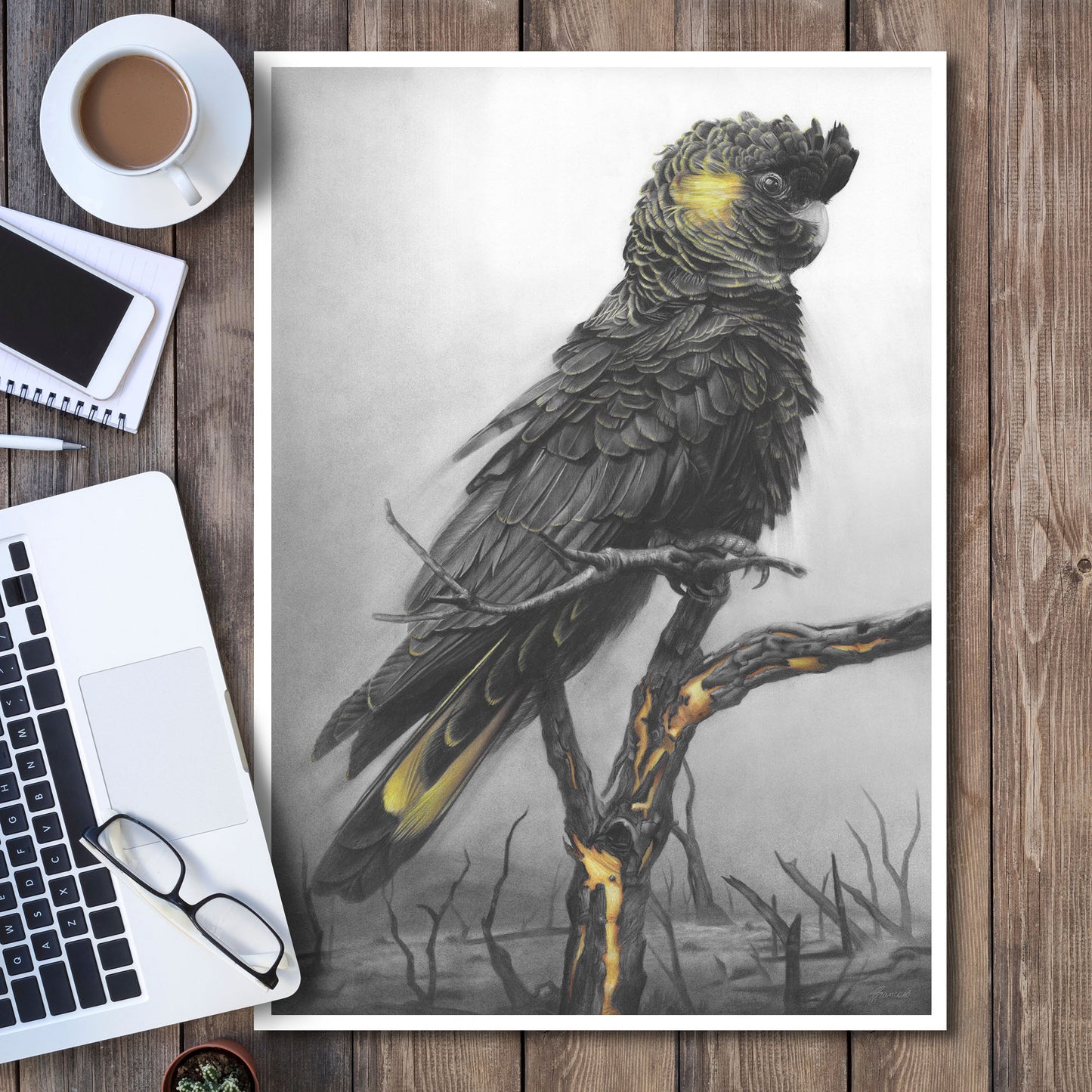 'Black Cockatoo' art print