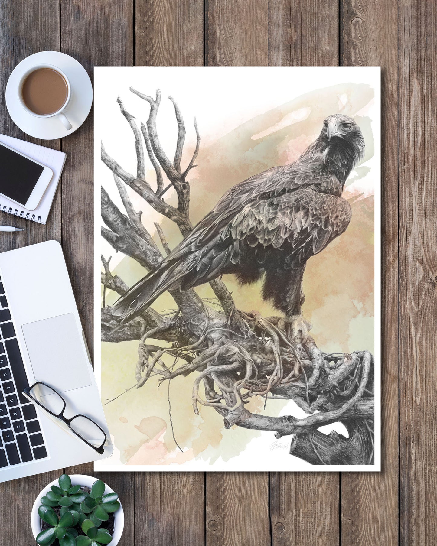 'Wedge-tailed Eagle Colour' art print