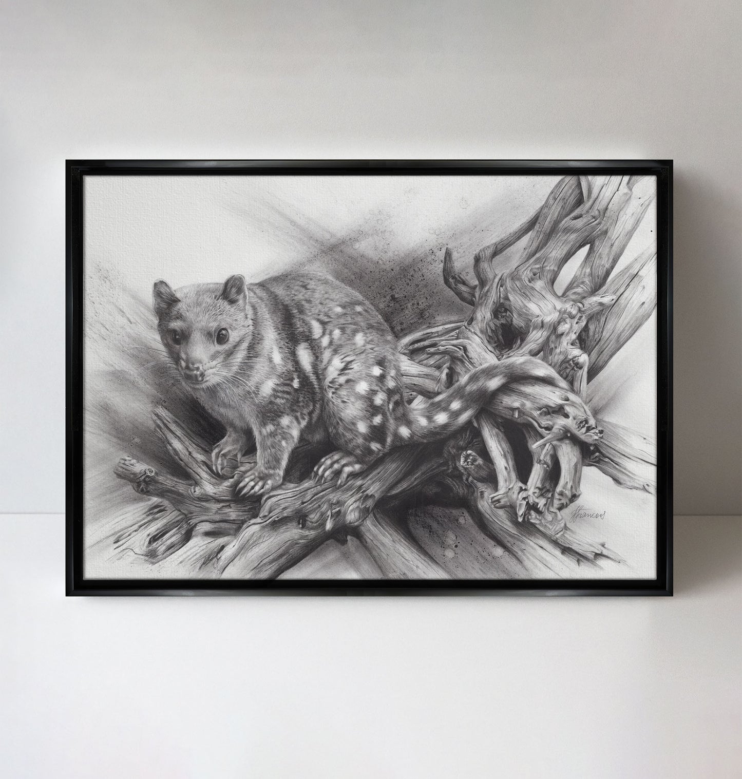 'Spotted Quoll' canvas print