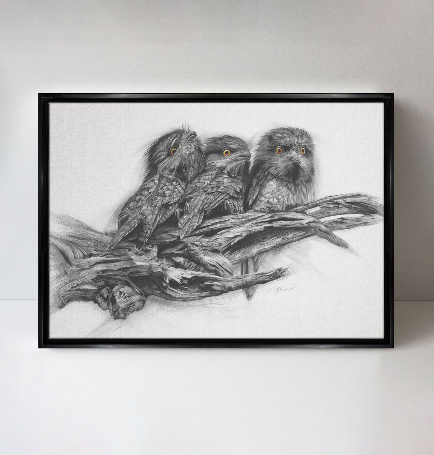 'Tawny Frogmouth Trio' canvas print