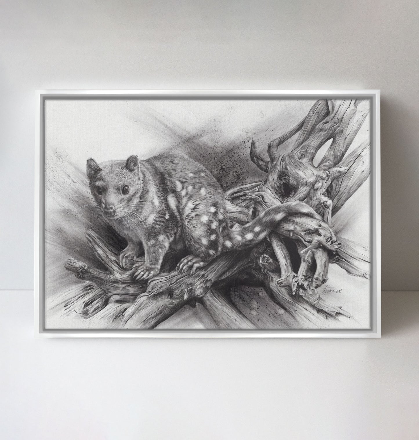 'Spotted Quoll' canvas print