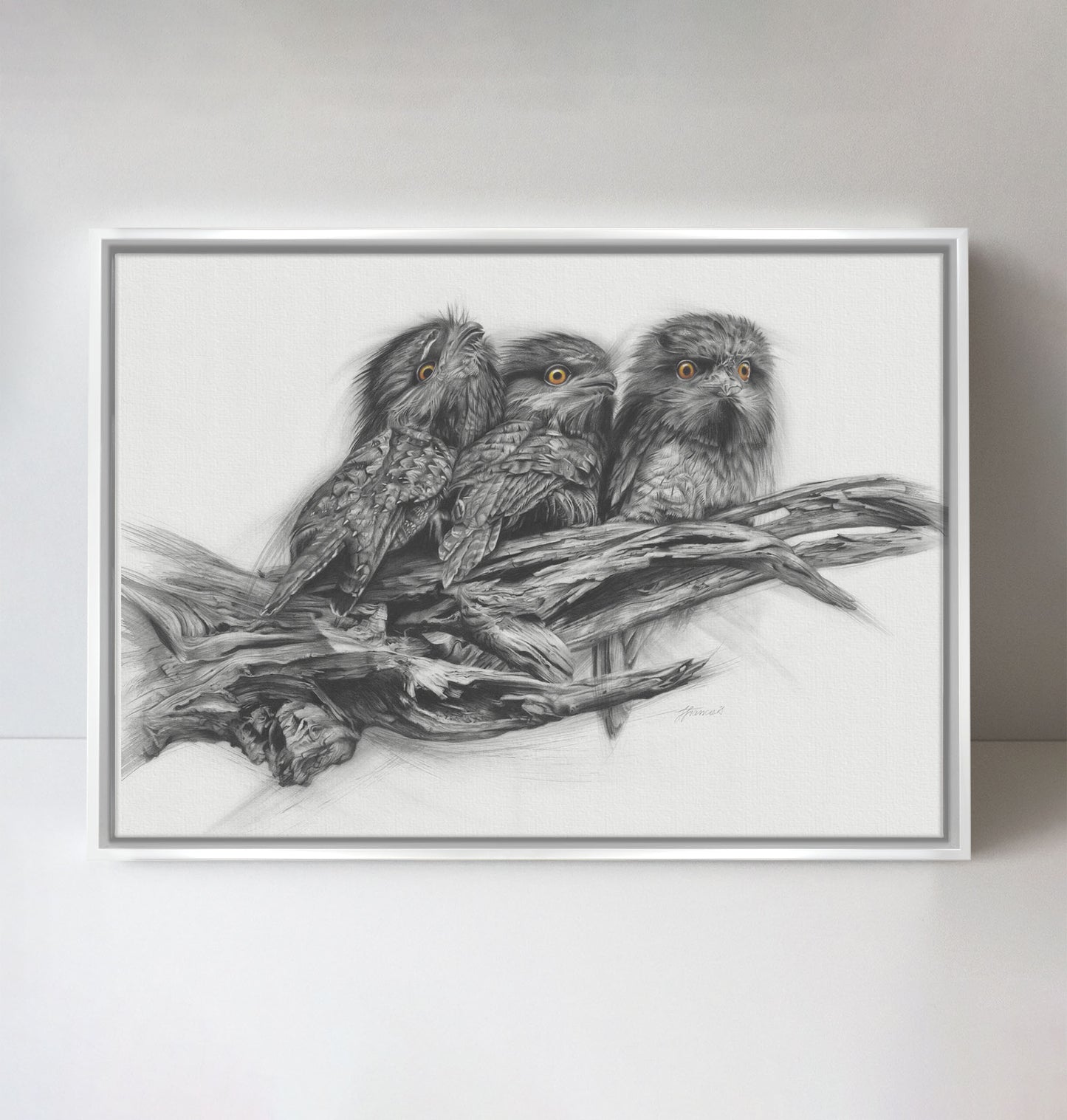 'Tawny Frogmouth Trio' canvas print