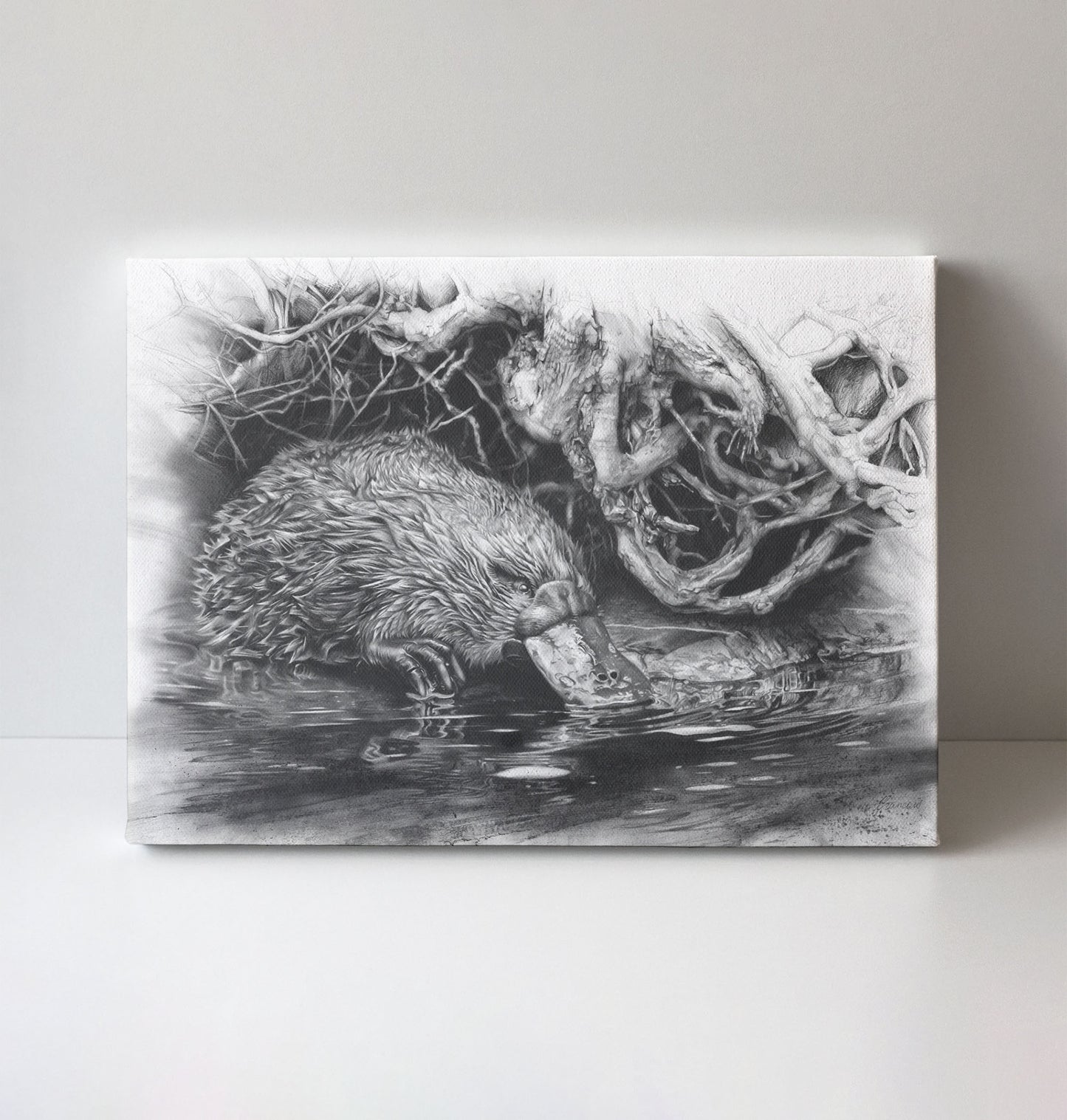 'Platypus' canvas print