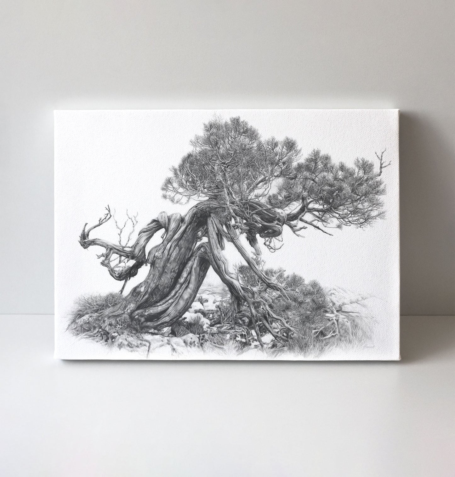 'Tree Elder 2' canvas print