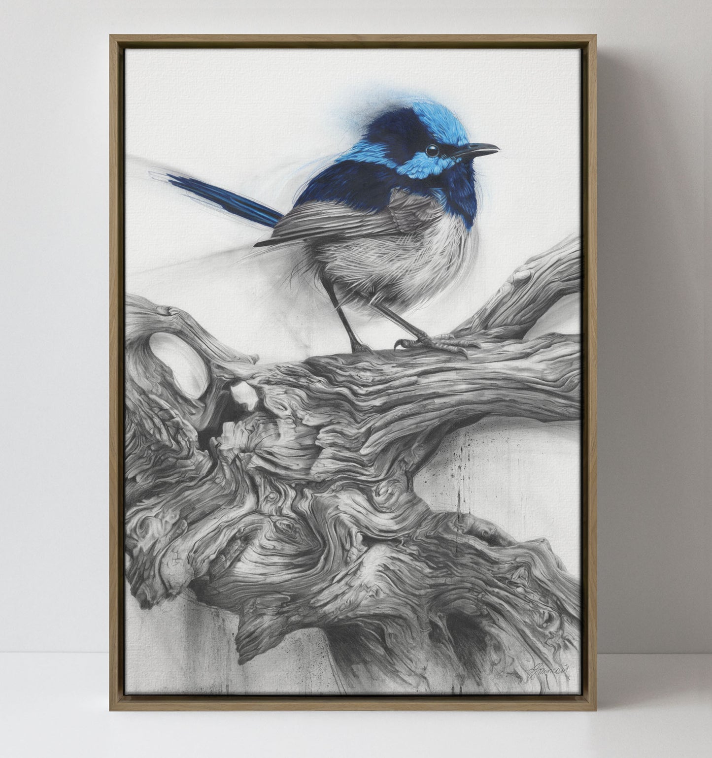 'Fairy Wren' canvas print