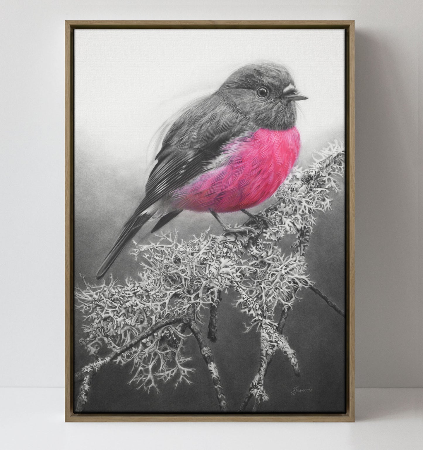 'Pink Robin' canvas print