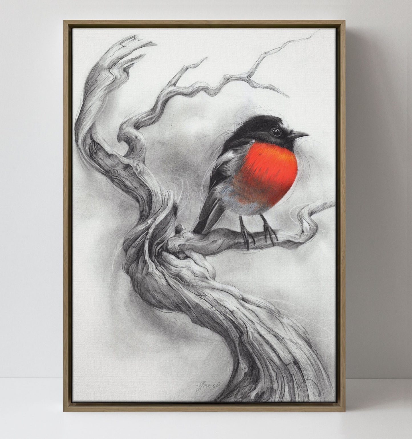 'Scarlet Robin' canvas print