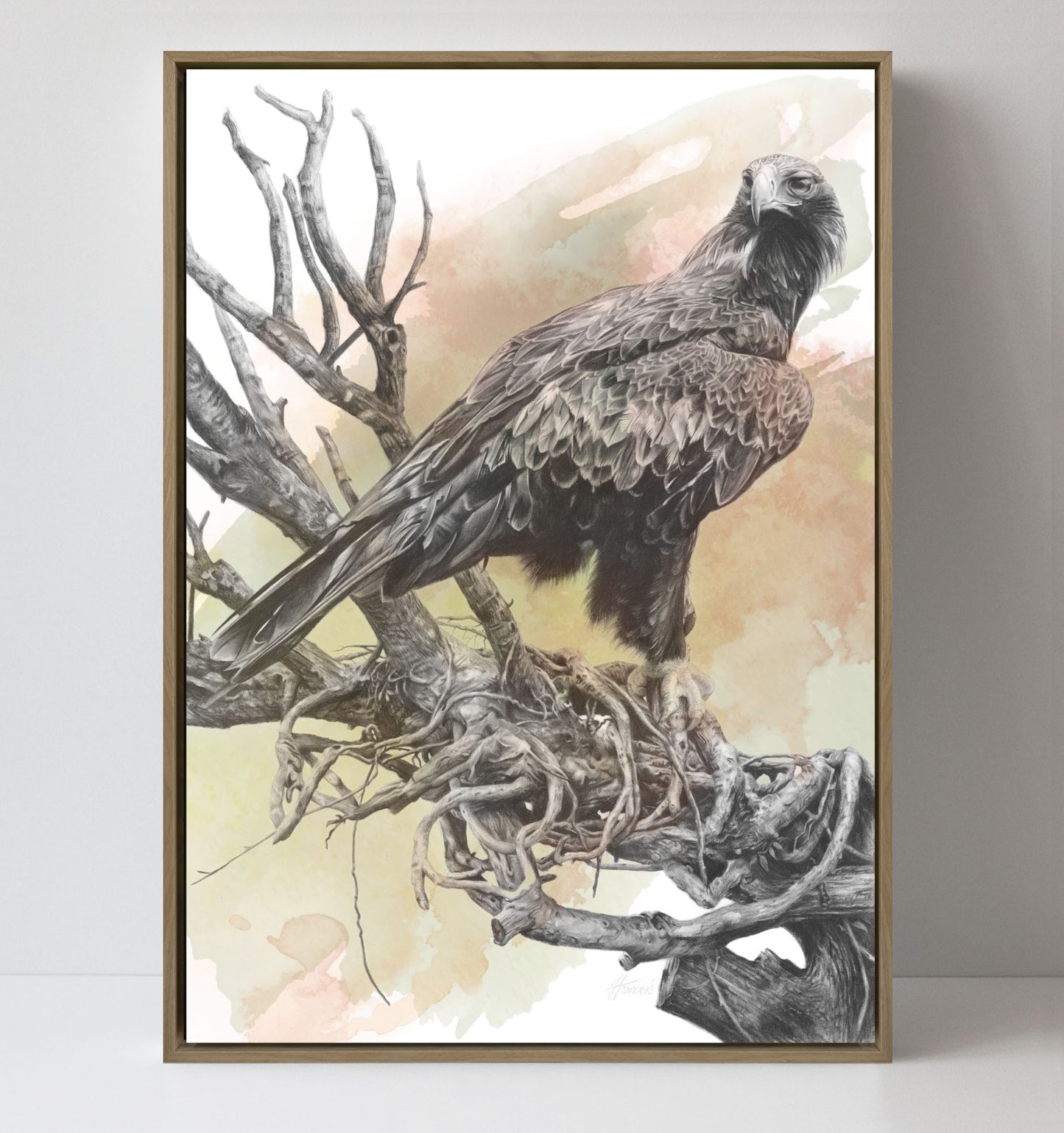 'Wedge-tailed Eagle Colour' canvas print