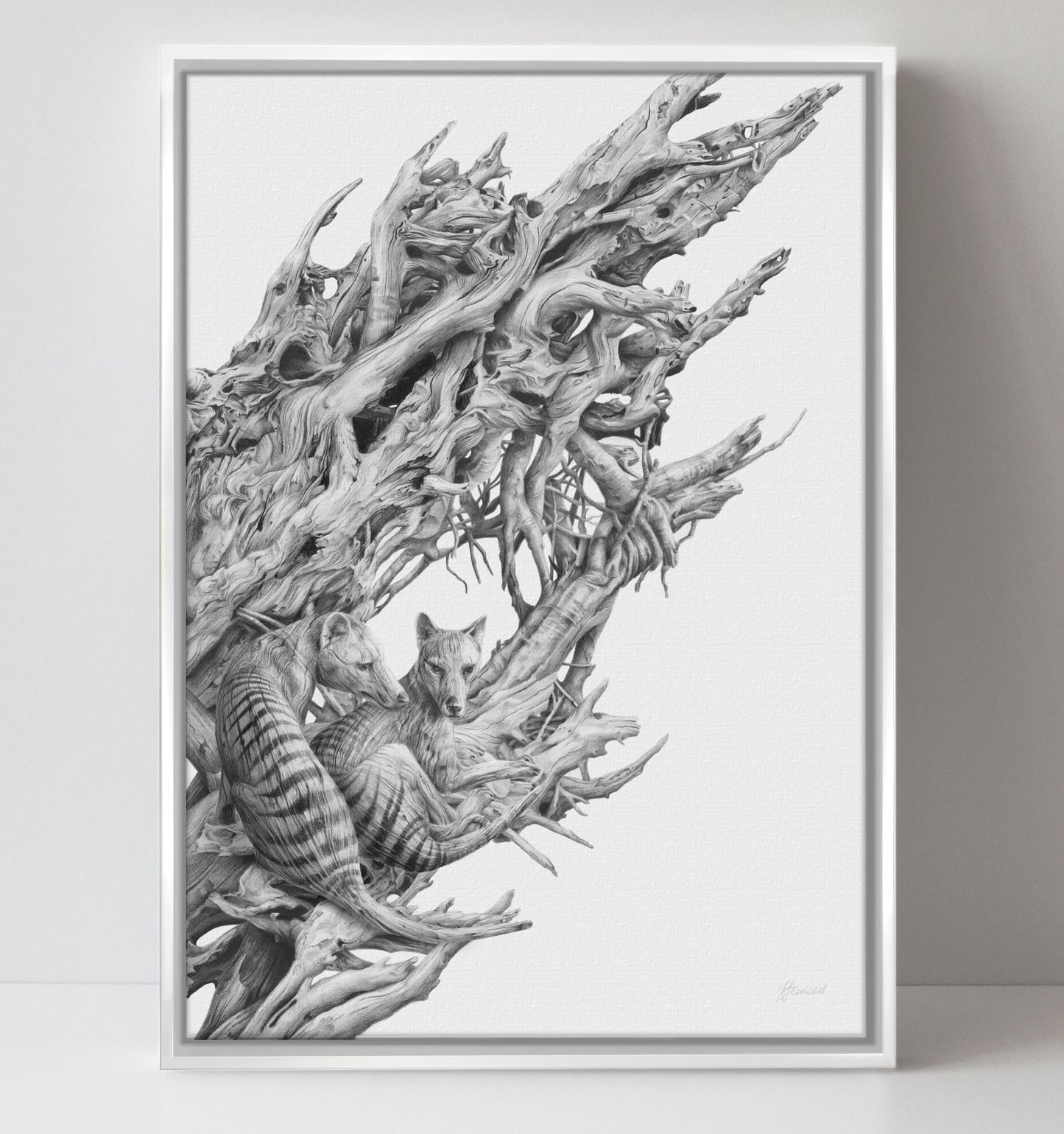 'Driftwood Thylacine' canvas print