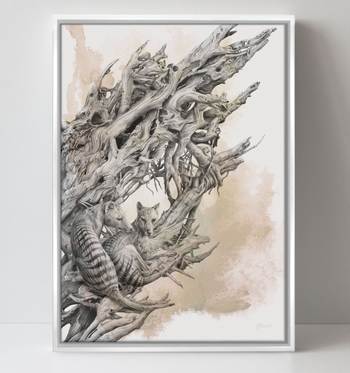 'Driftwood Thylacine' canvas print (with colour)