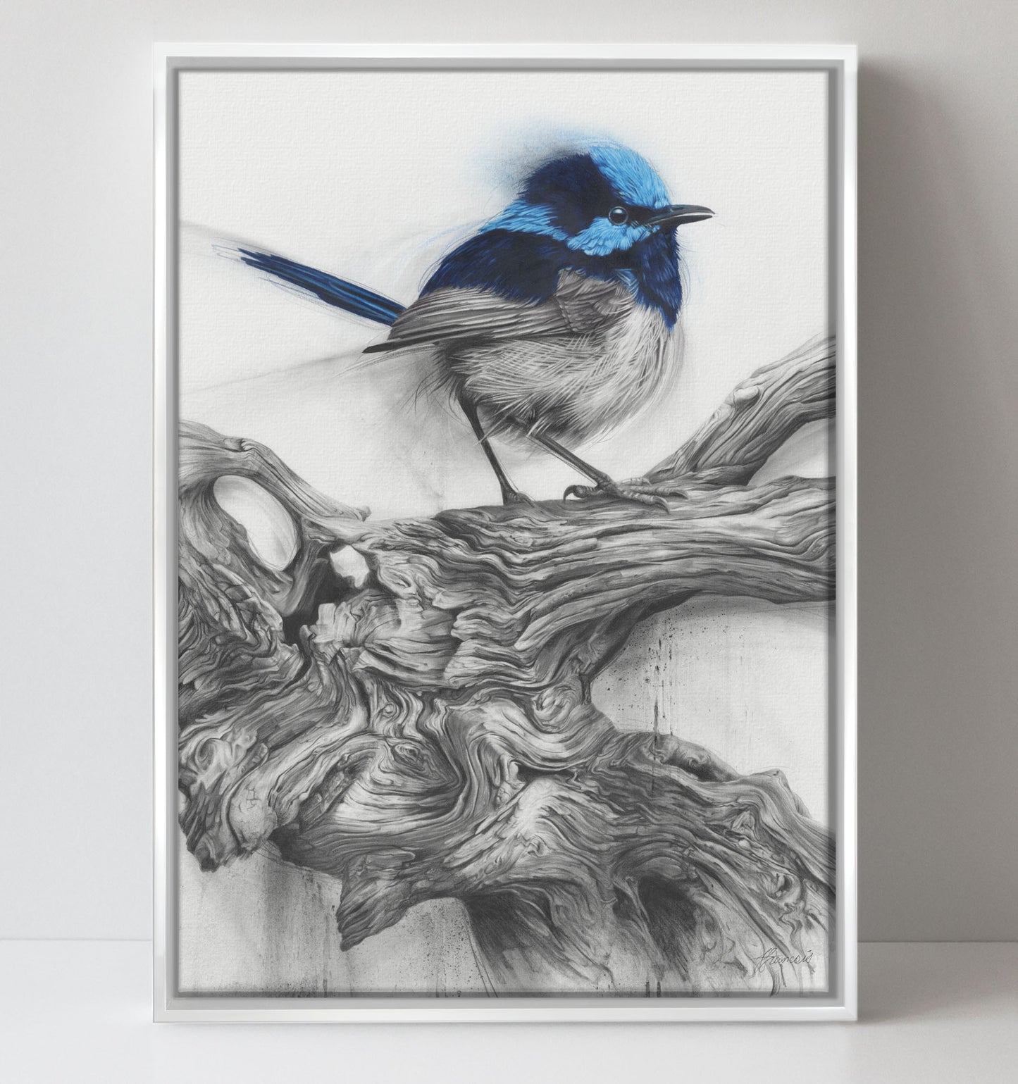 'Fairy Wren' canvas print