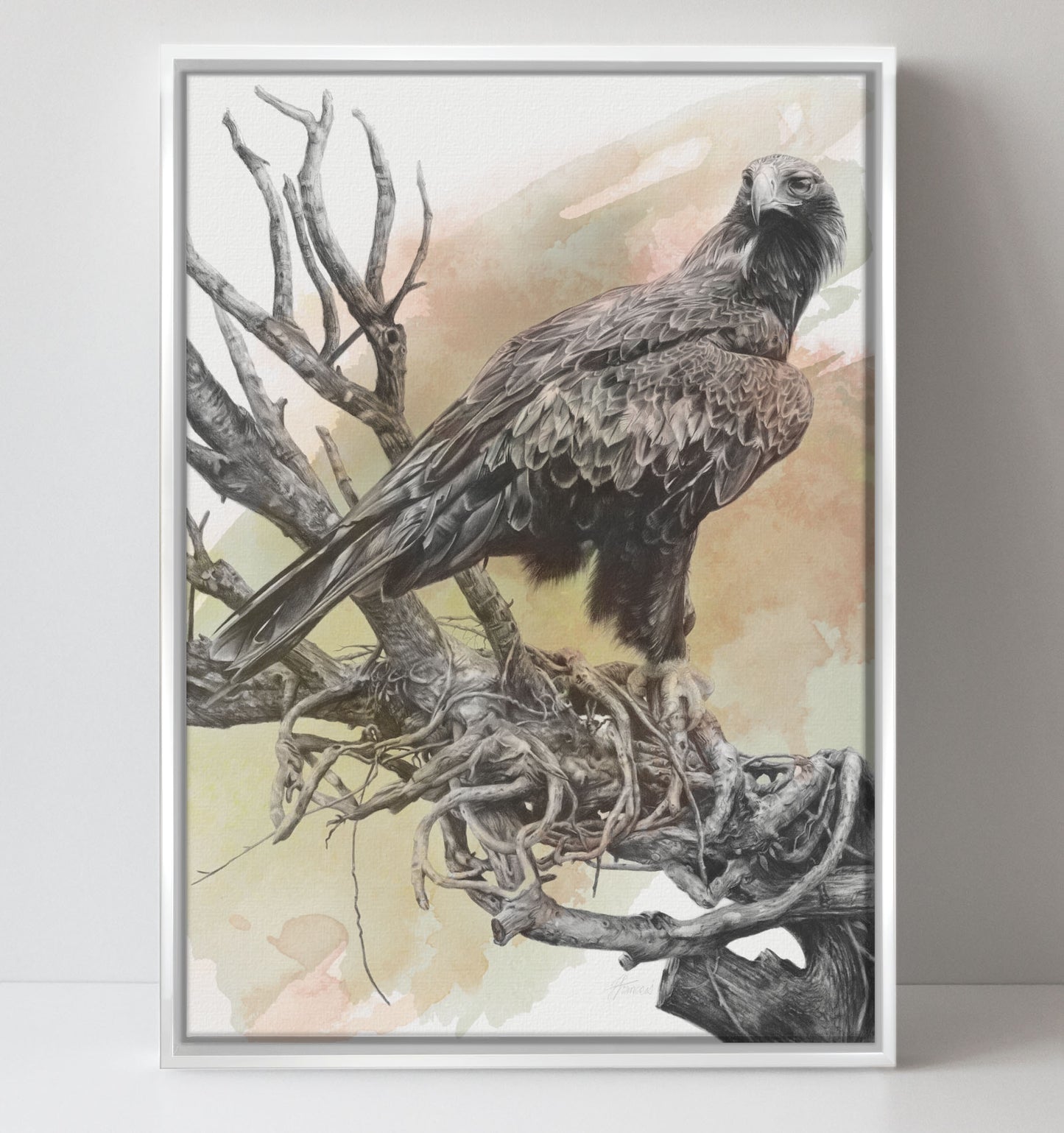 'Wedge-tailed Eagle Colour' canvas print