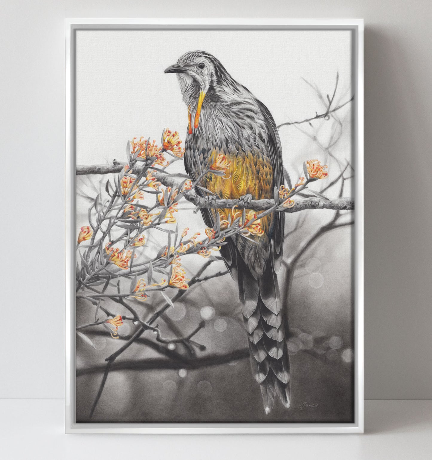 'Yellow Wattlebird' canvas print