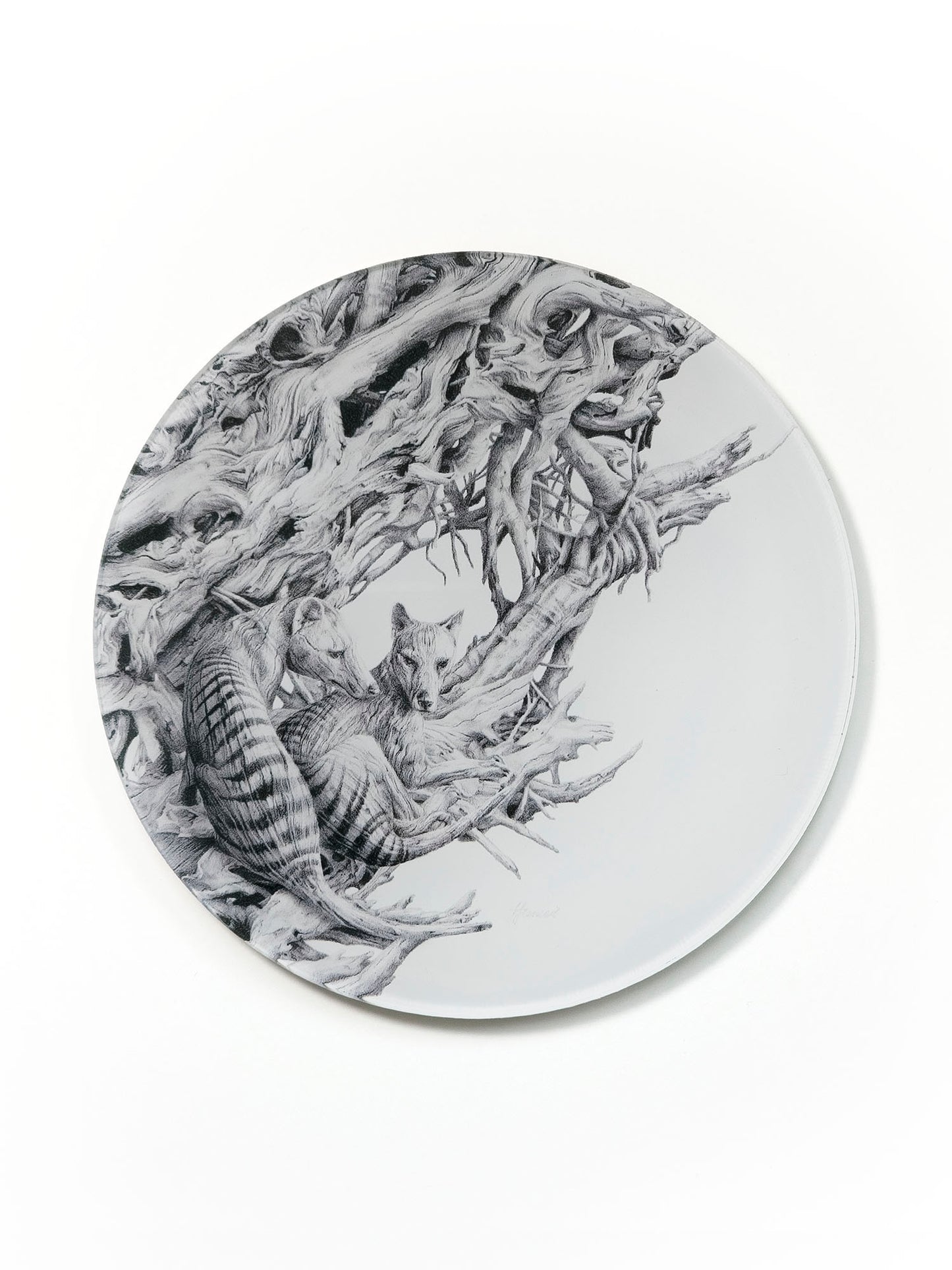 'Driftwood Thylacine' acrylic coaster