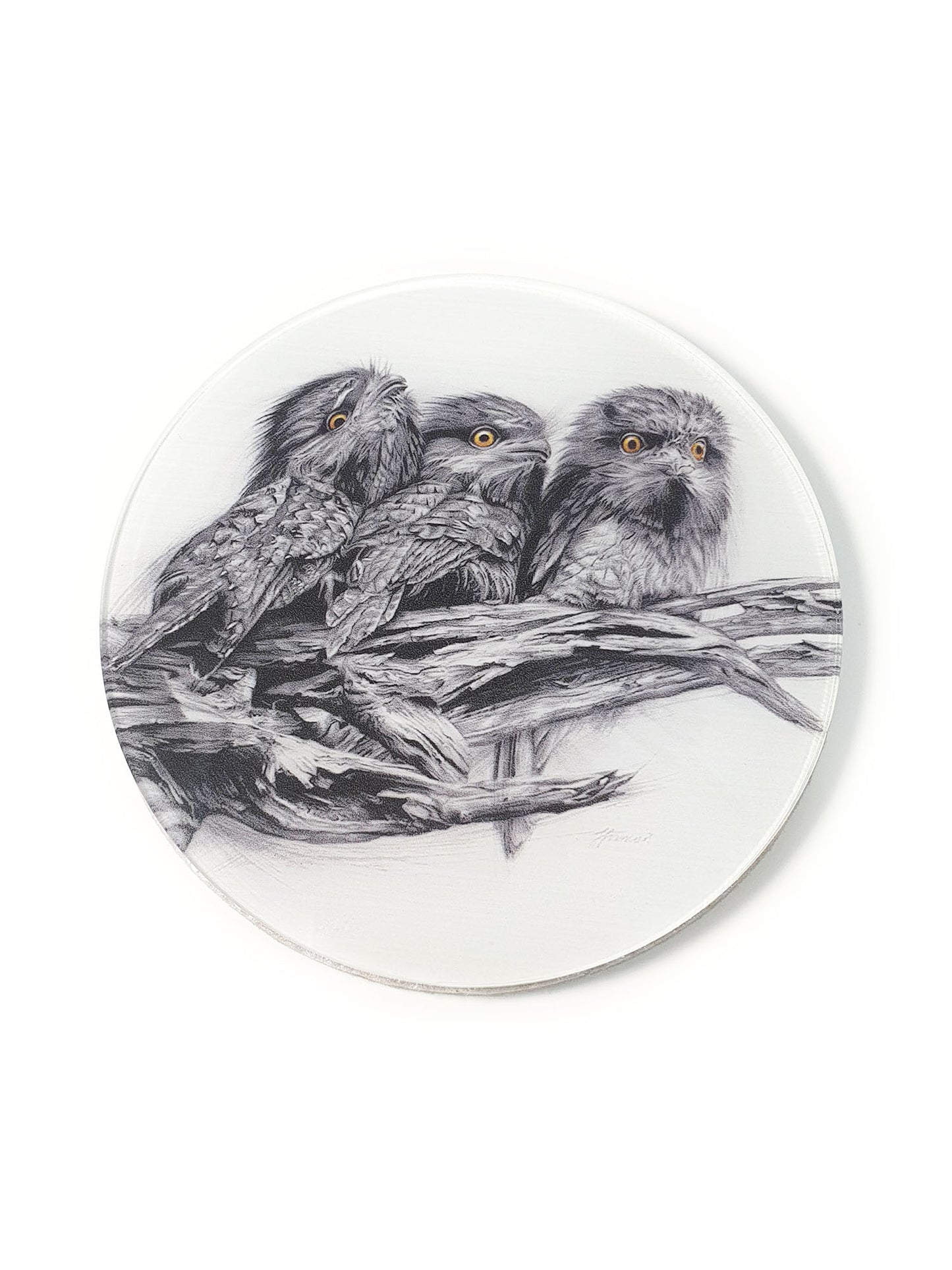 'Tawny Frogmouth Trio' acrylic coaster