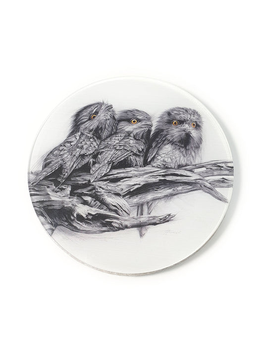 'Tawny Frogmouth Trio' acrylic coaster