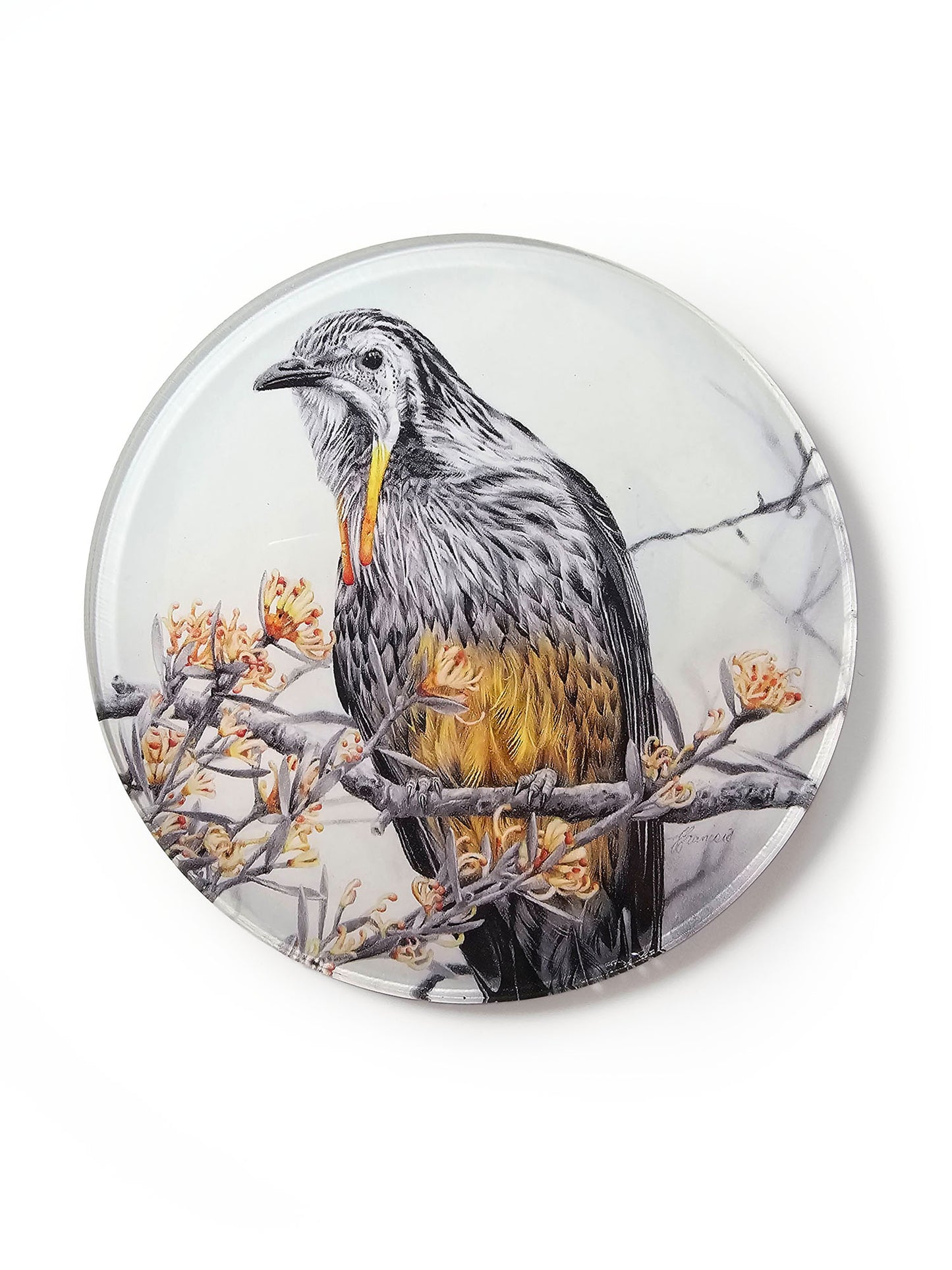 'Yellow Wattlebird' acrylic coaster