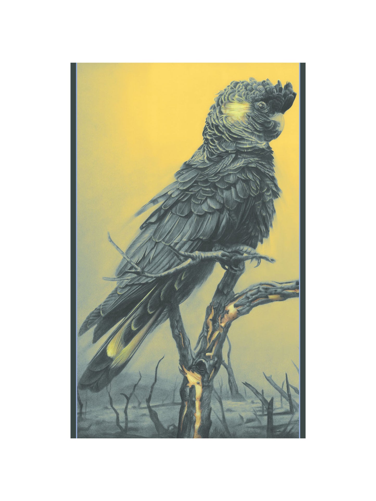 'Black Cockatoo' Scarf
