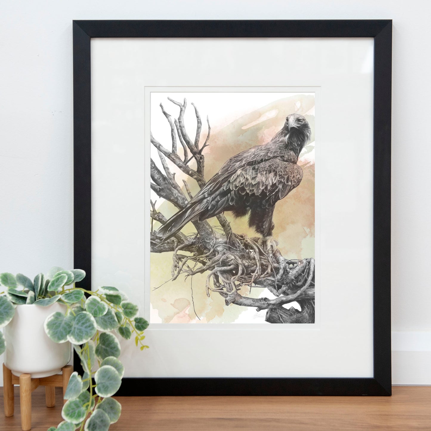 'Wedge-tailed Eagle Colour' art print