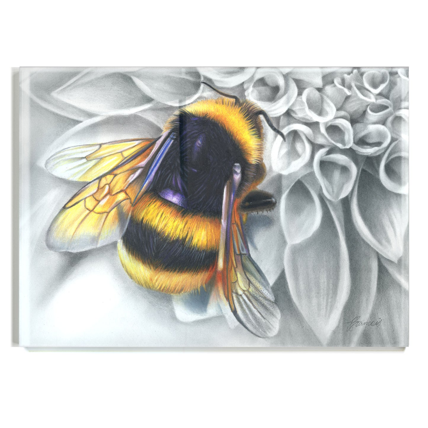 'Mumma Buzz' acrylic print
