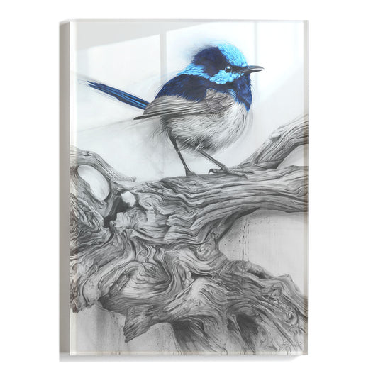 'Fairy Wren' acrylic print