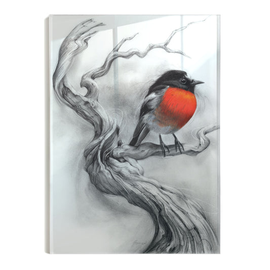 'Scarlet Robin' acrylic print