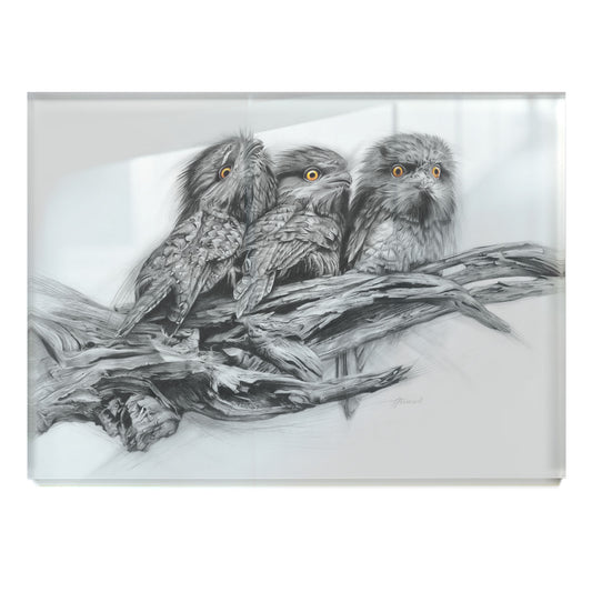 'Tawny Frogmouth Trio' acrylic print