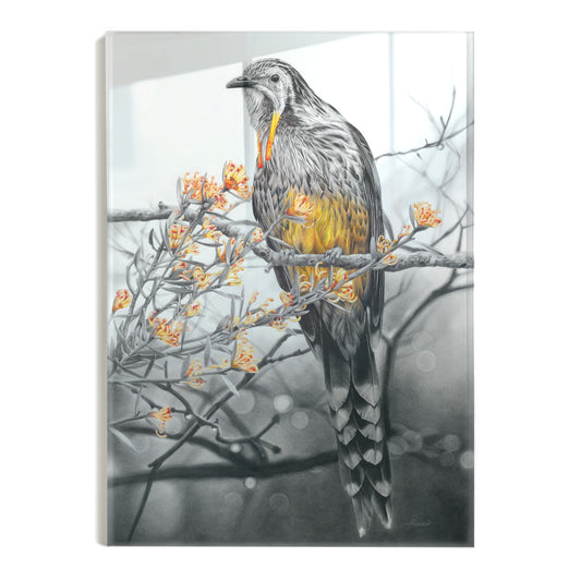 'Yellow Wattlebird' acrylic print