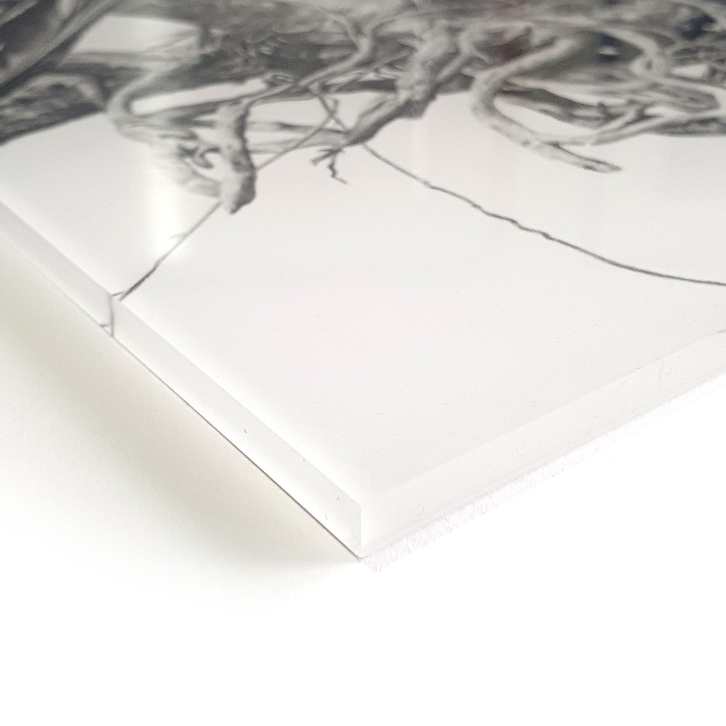 'Wedge-tailed Eagle' acrylic print