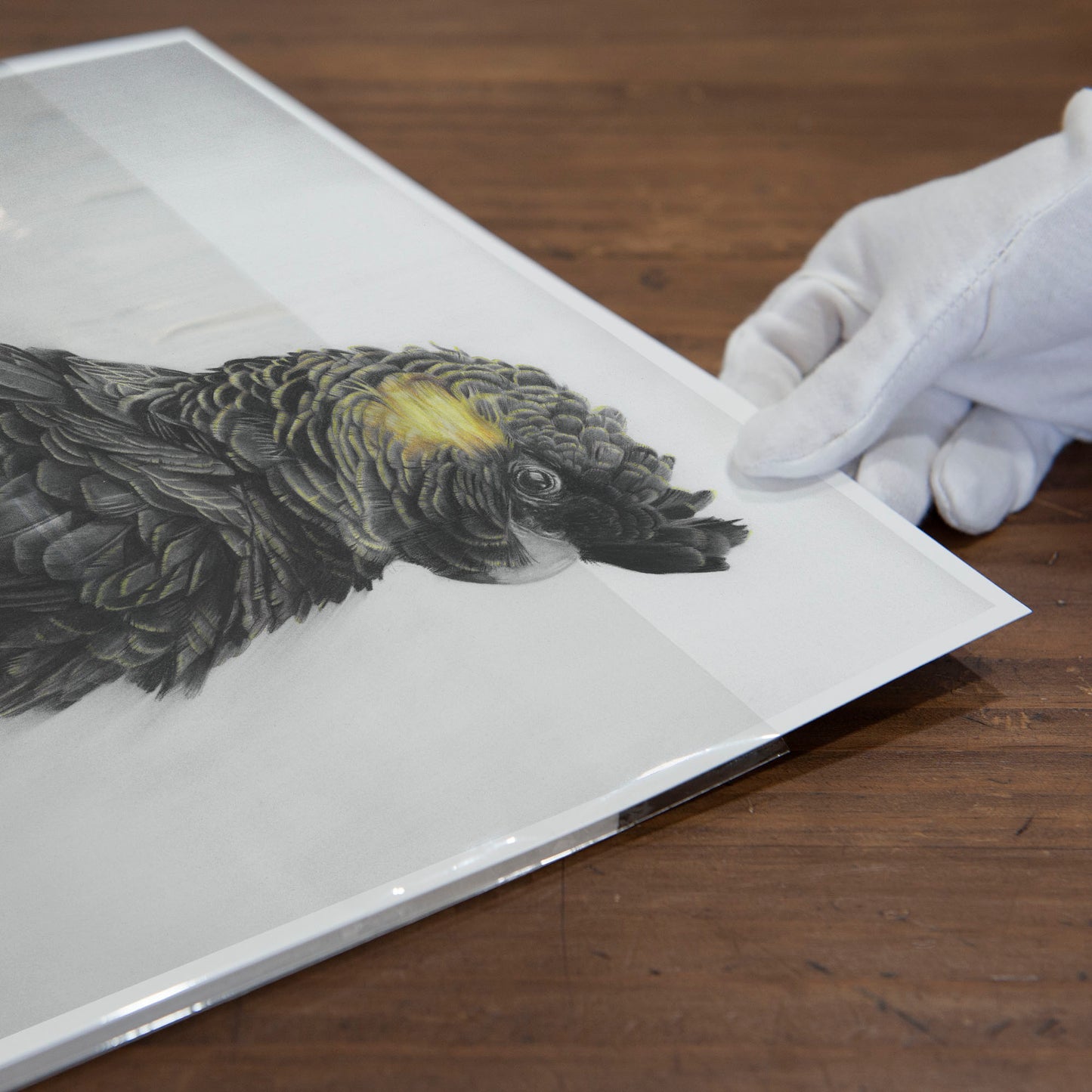 'Black Cockatoo' art print