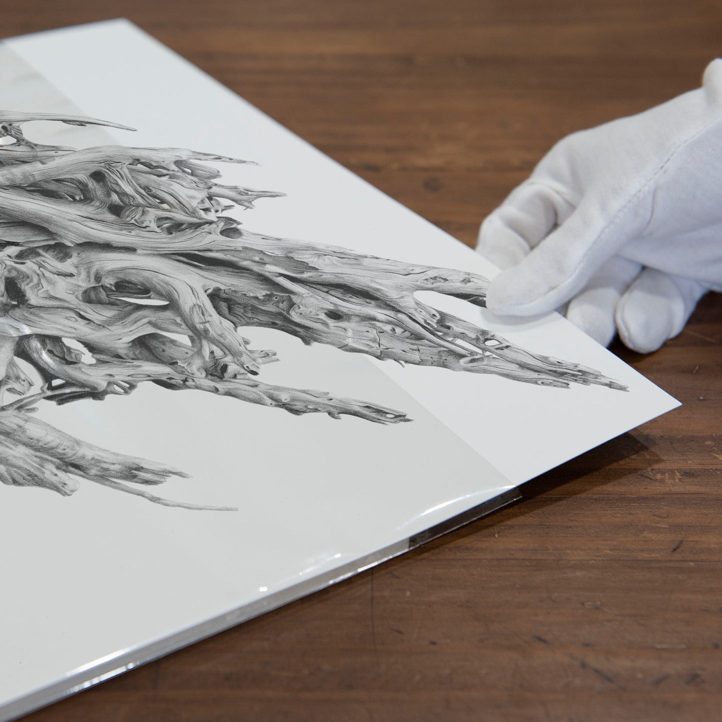 'Driftwood Thylacine' art print