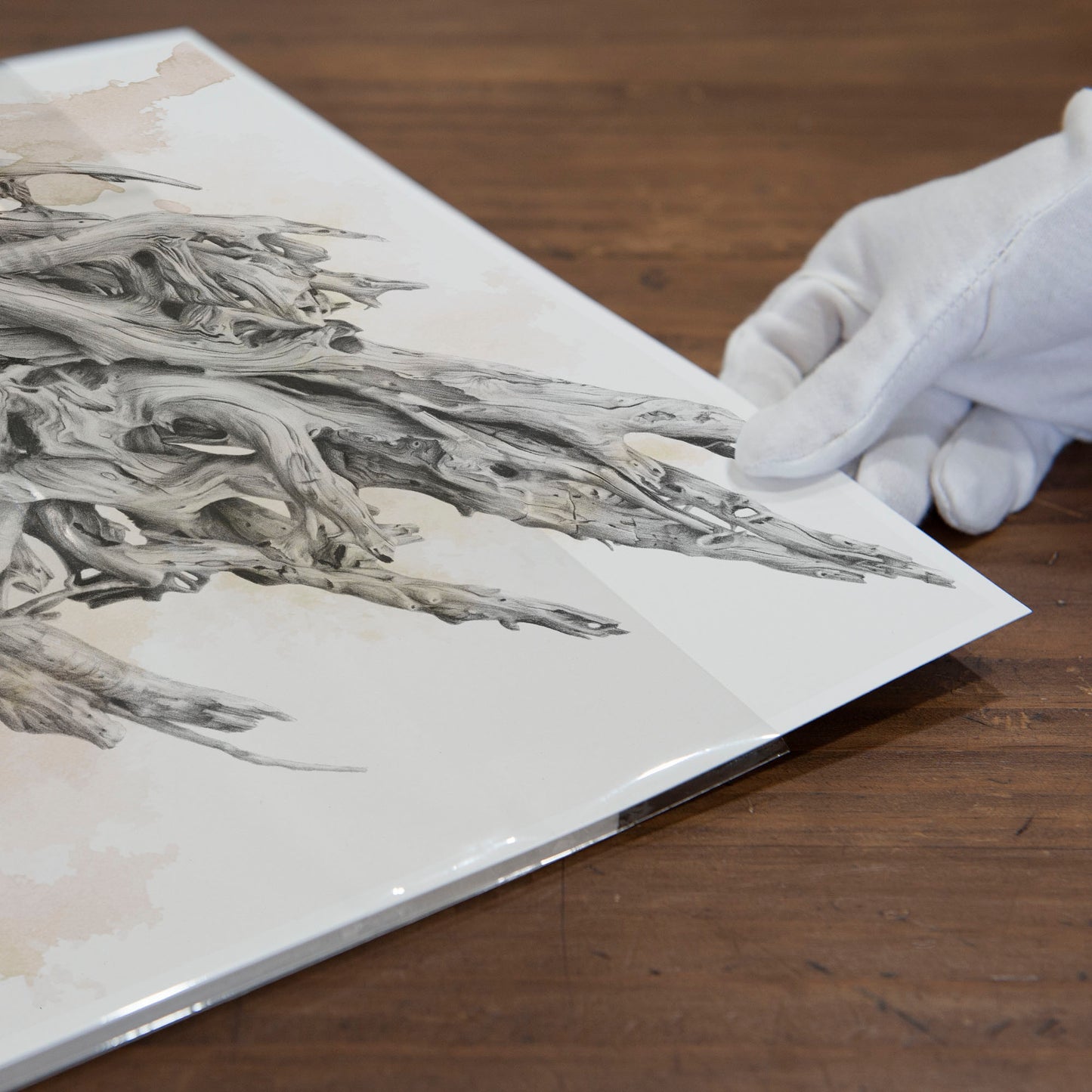 'Driftwood Thylacine' art print (with colour)