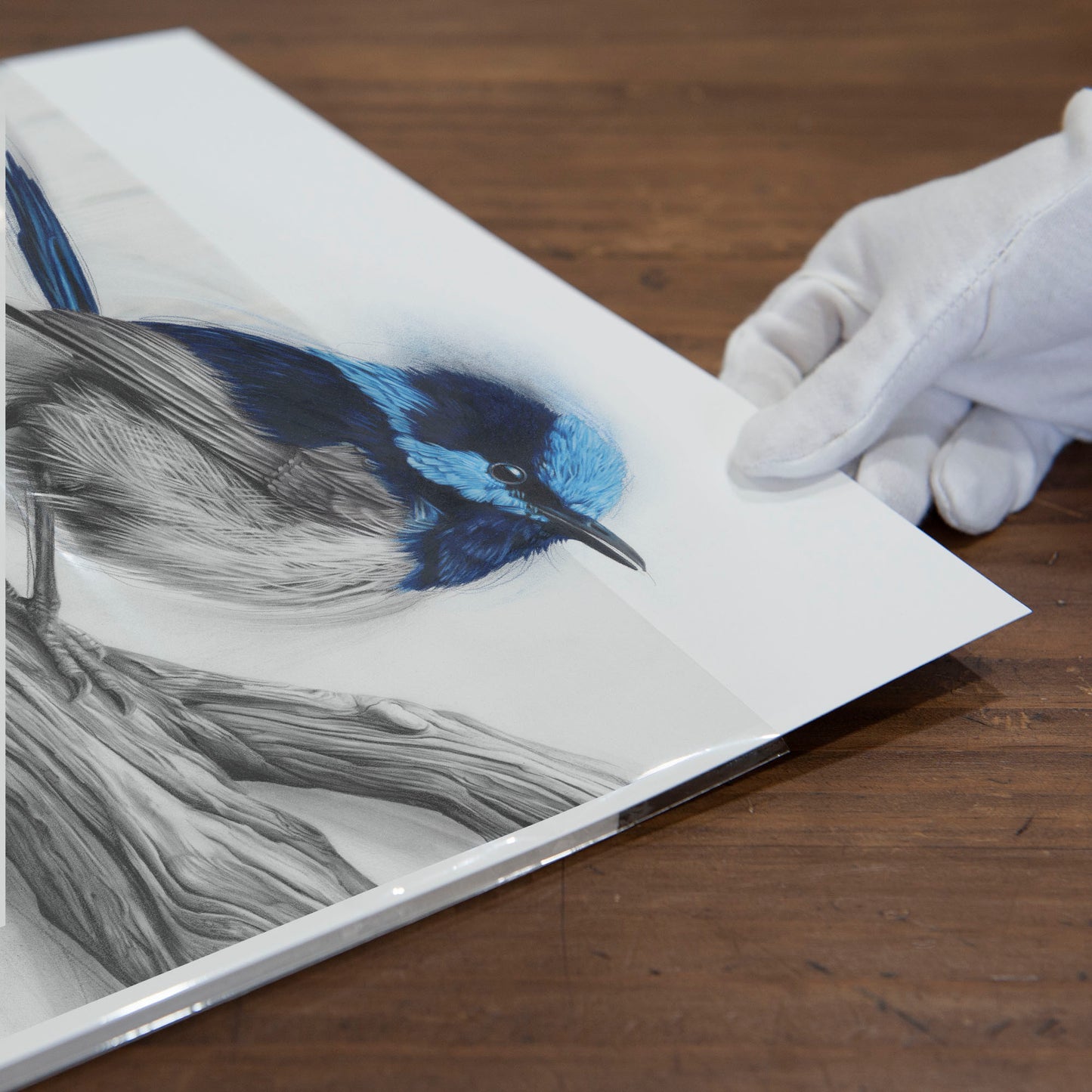 'Fairy Wren' art print