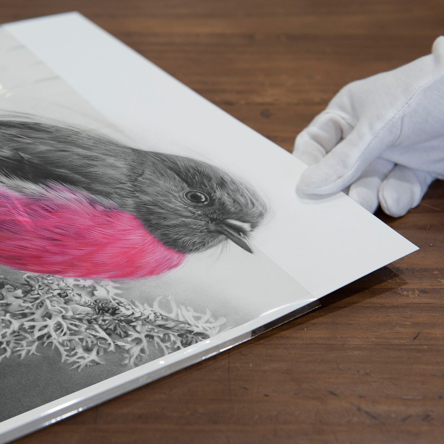 'Pink Robin' art print